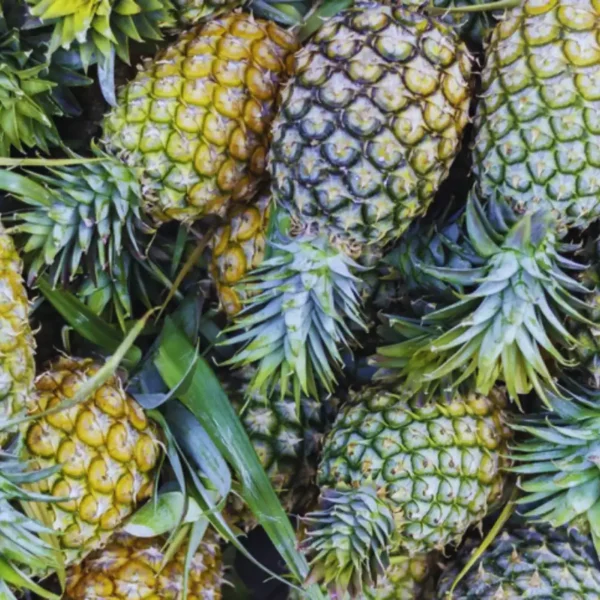 Buy Pineapple Online | Fresh & Bulk Wholesale Supplier – Image 3
