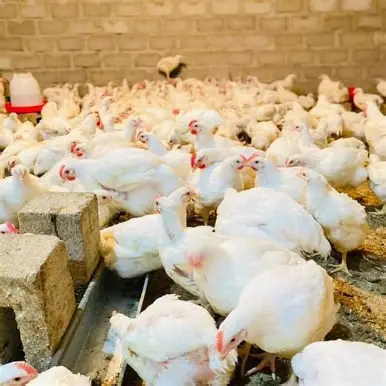 Chicken fowl - 2 whole chicken pack