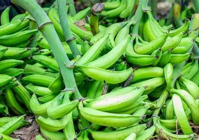 Fresh Green Plantains