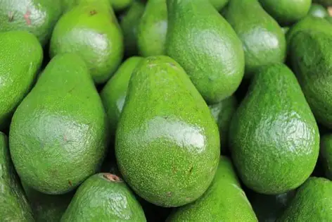 Buy Avocado Online | Bulk & Wholesale Prices