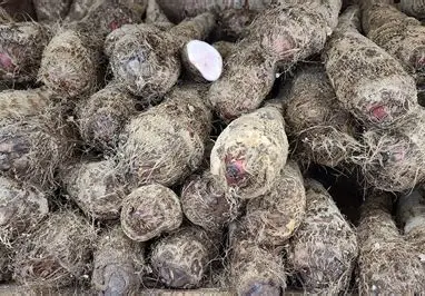 Cocoyam per kg